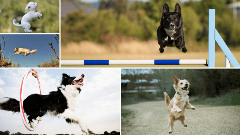 Collage of dogs jumping in the air